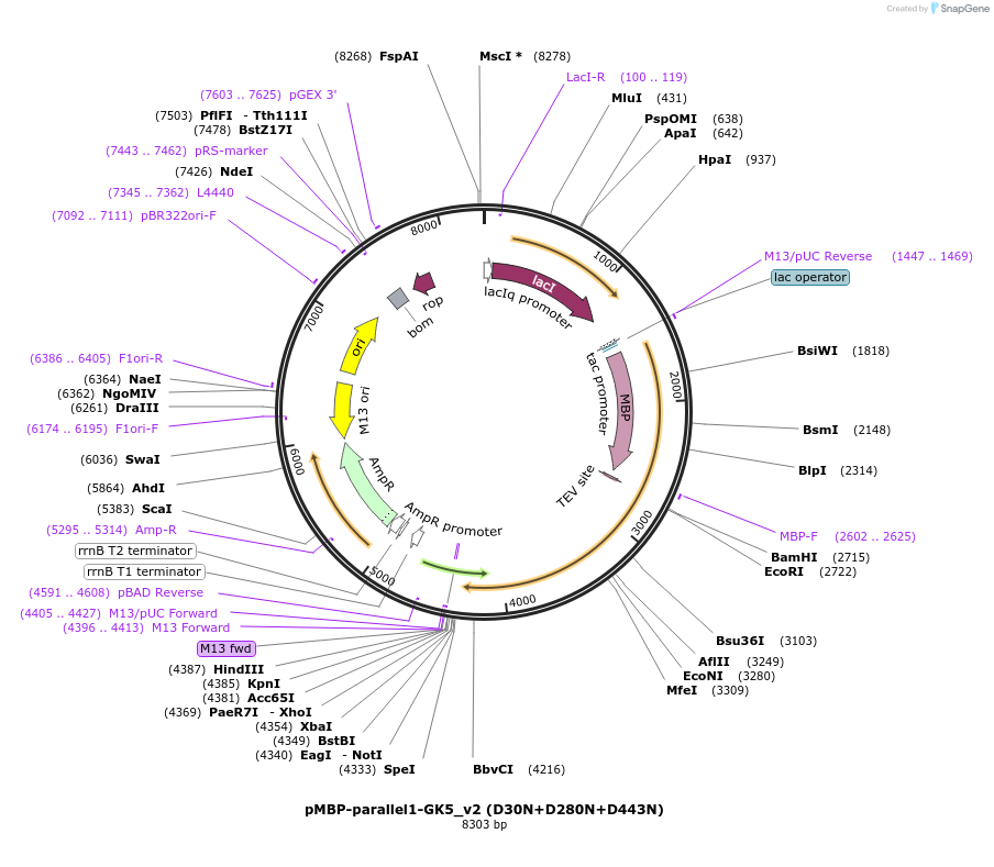 134291-plasmid-map-sequence-id-275437