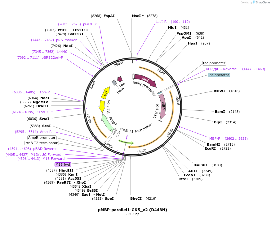 134293-plasmid-map-sequence-id-275441