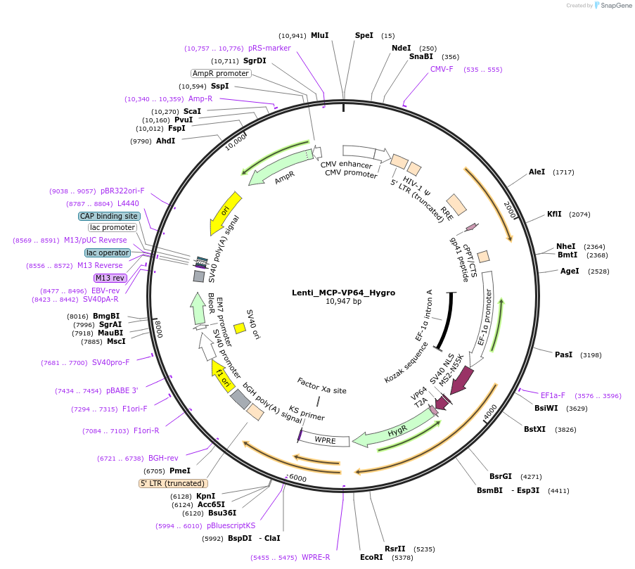 138458-plasmid-map-sequence-id-275456