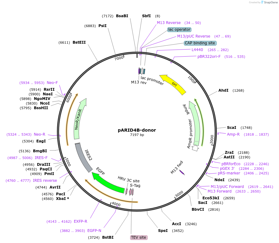 132481-plasmid-map-sequence-id-275473