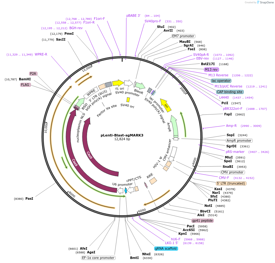 138706-plasmid-map-sequence-id-275476