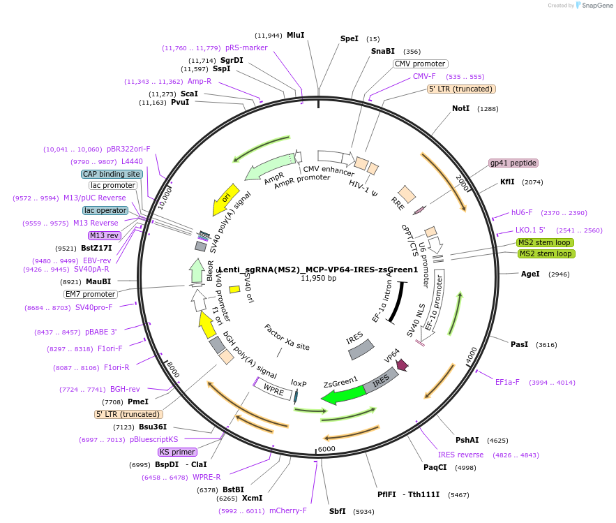 138461-plasmid-map-sequence-id-275485