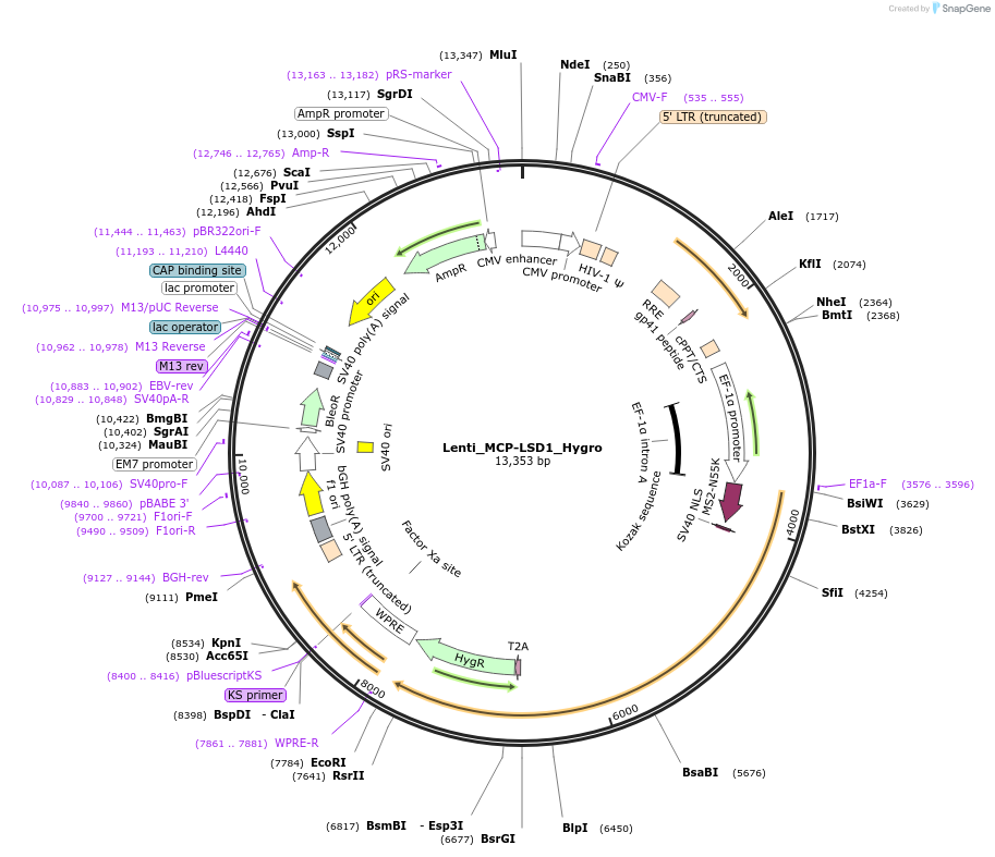 138457-plasmid-map-sequence-id-275489