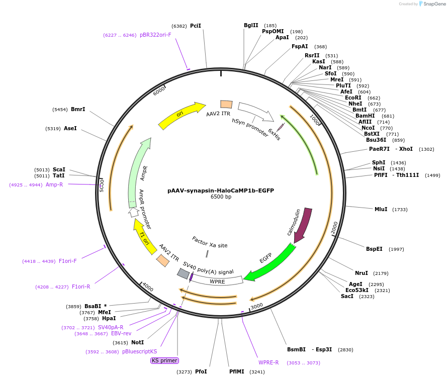 138328-plasmid-map-sequence-id-275495