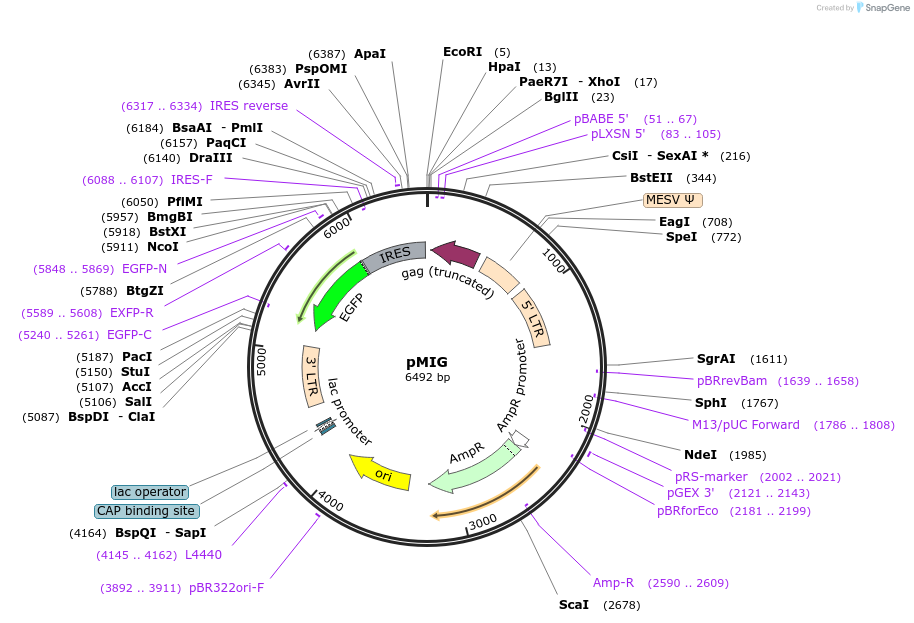 9044-plasmid-map-sequence-id-275497