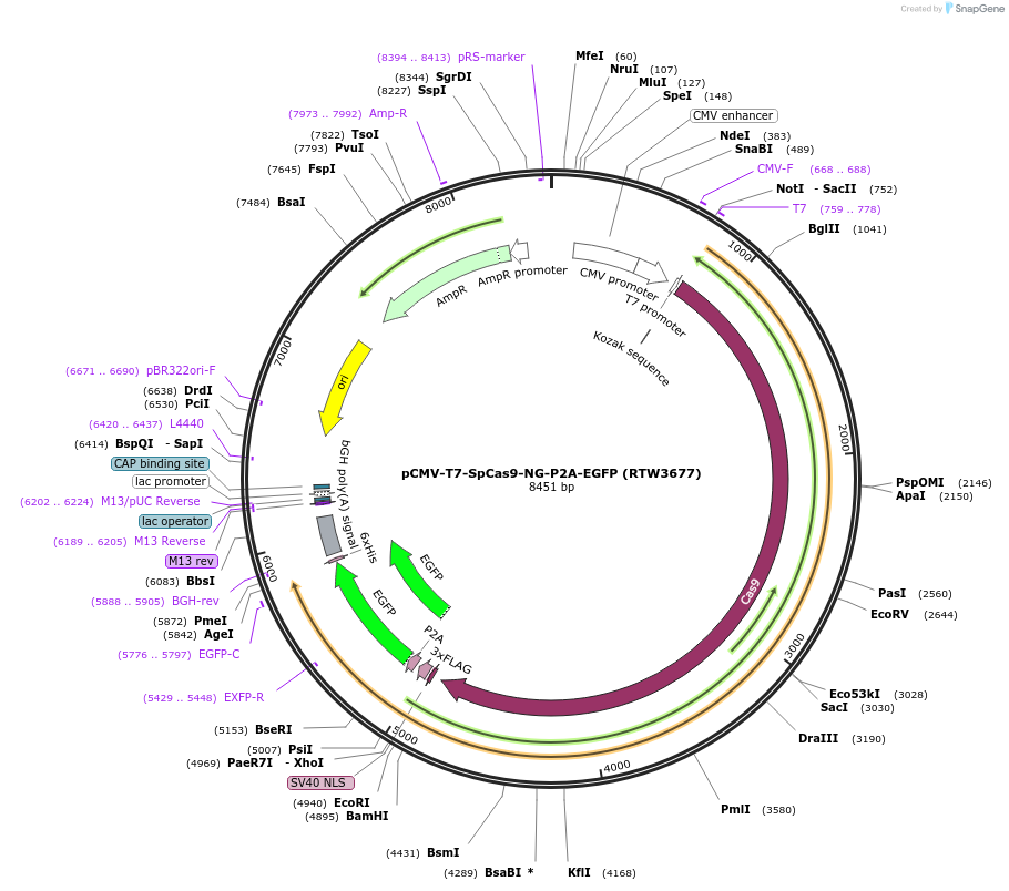 139994-plasmid-map-sequence-id-275519