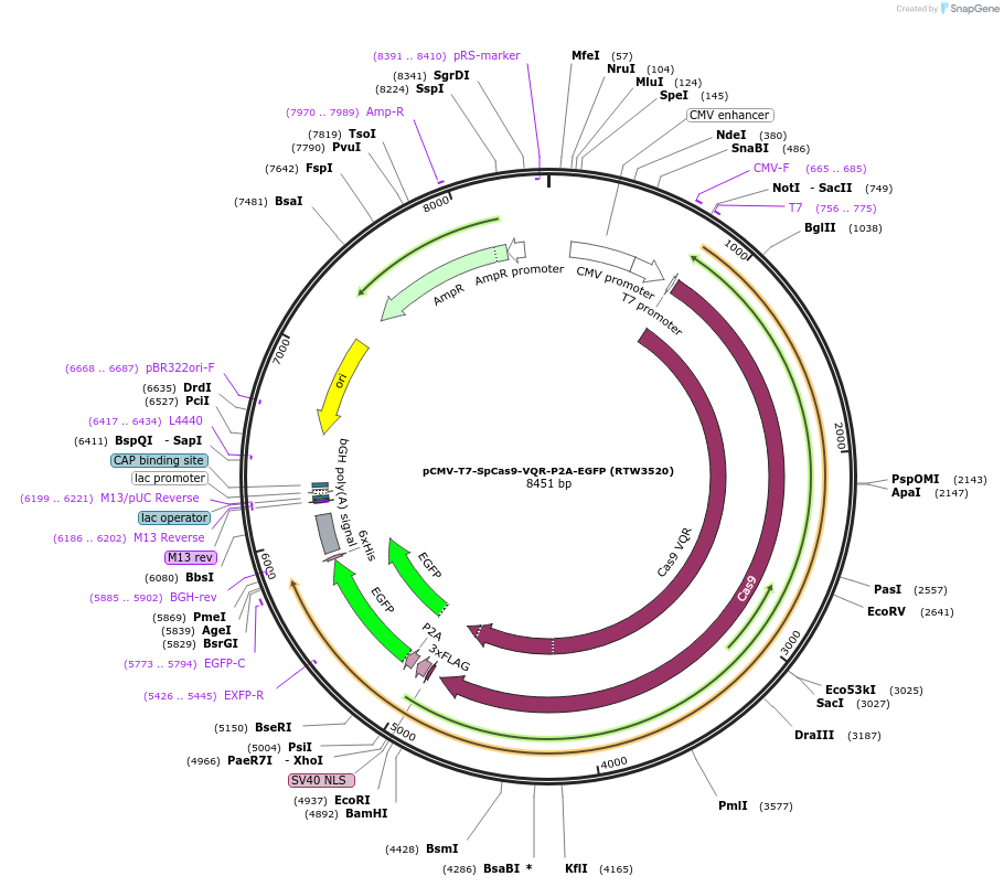 139990-plasmid-map-sequence-id-275521