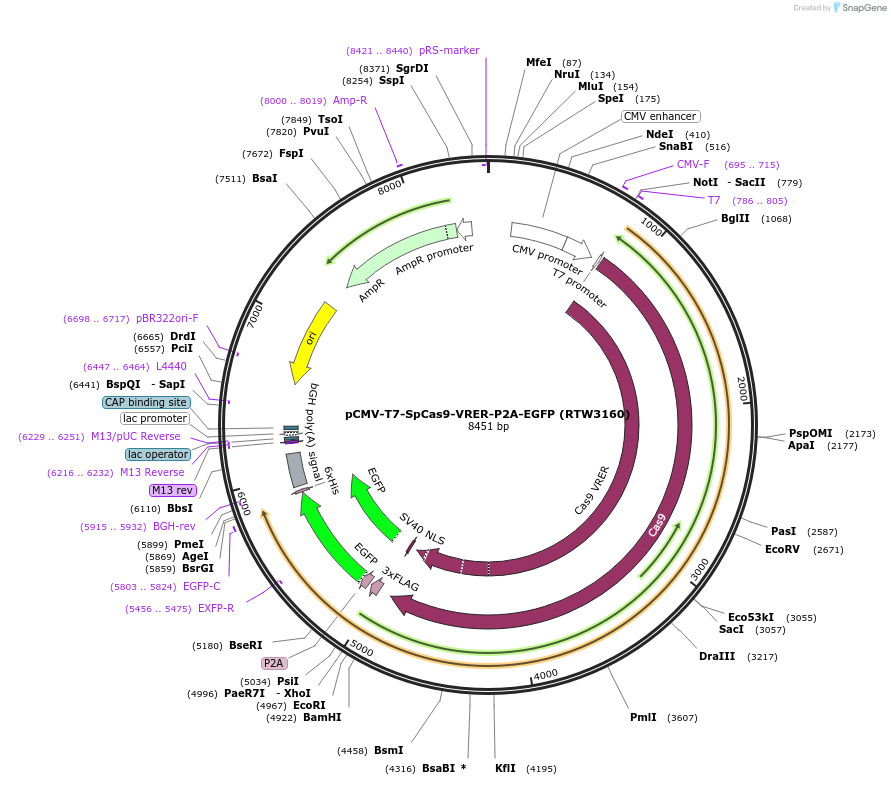 139991-plasmid-map-sequence-id-275523