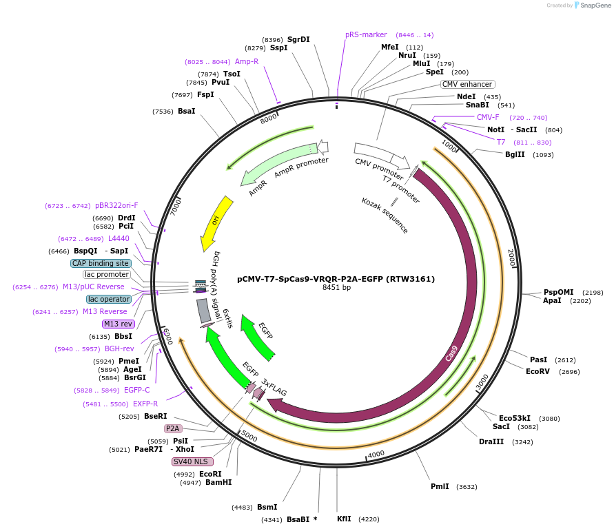 139992-plasmid-map-sequence-id-275524