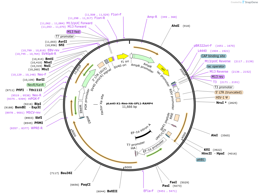 139863-plasmid-map-sequence-id-275526