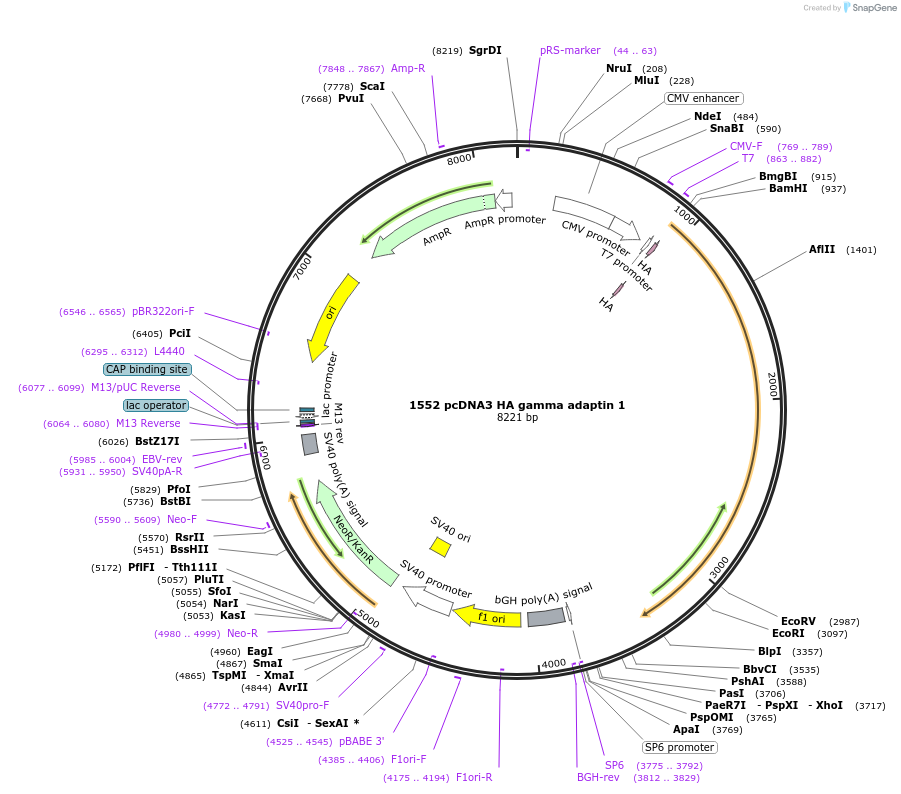 10712-plasmid-map-sequence-id-275528