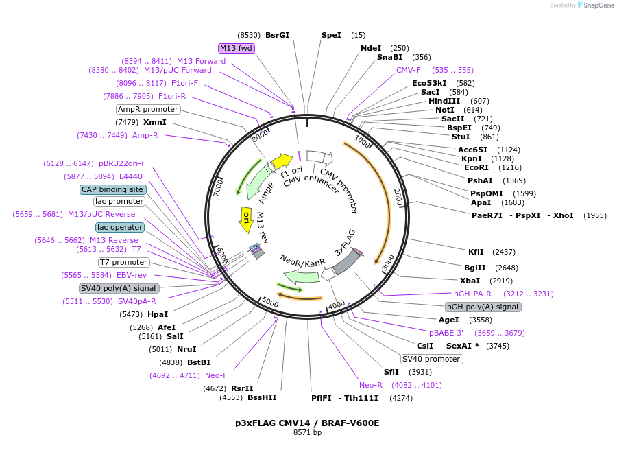 131723-plasmid-map-sequence-id-275564