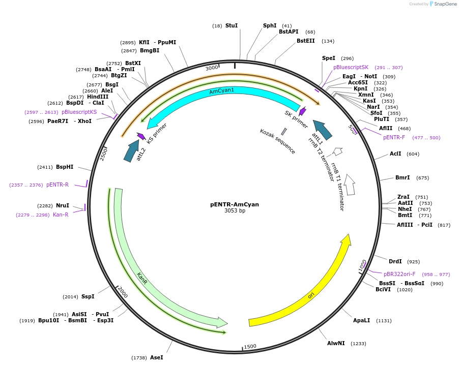 138481-plasmid-map-sequence-id-275567