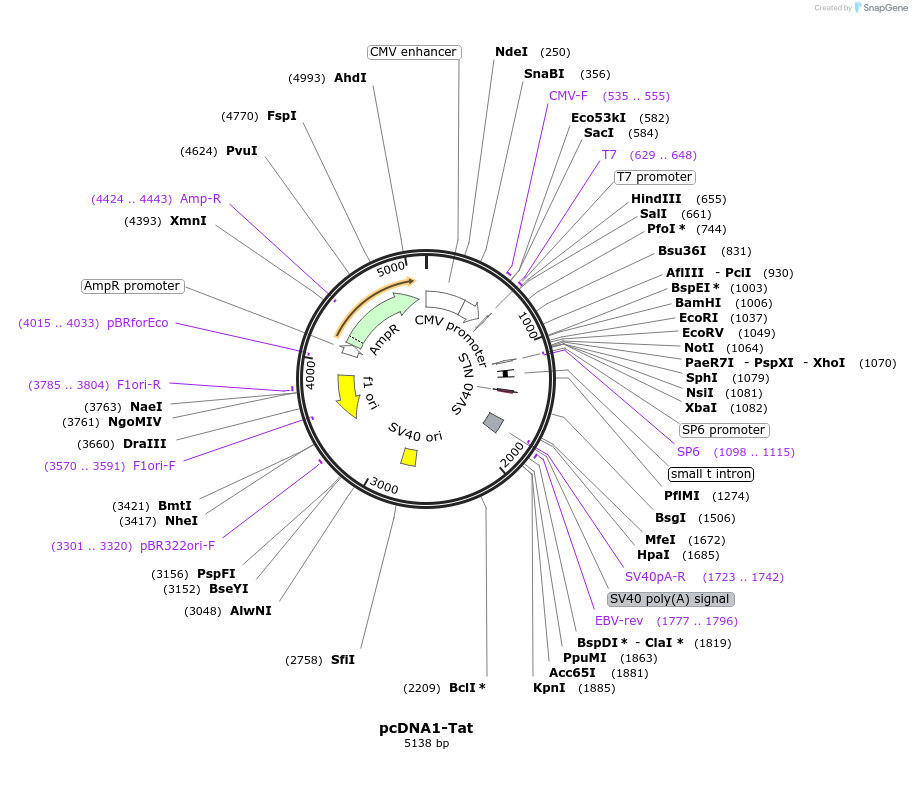 138478-plasmid-map-sequence-id-275568