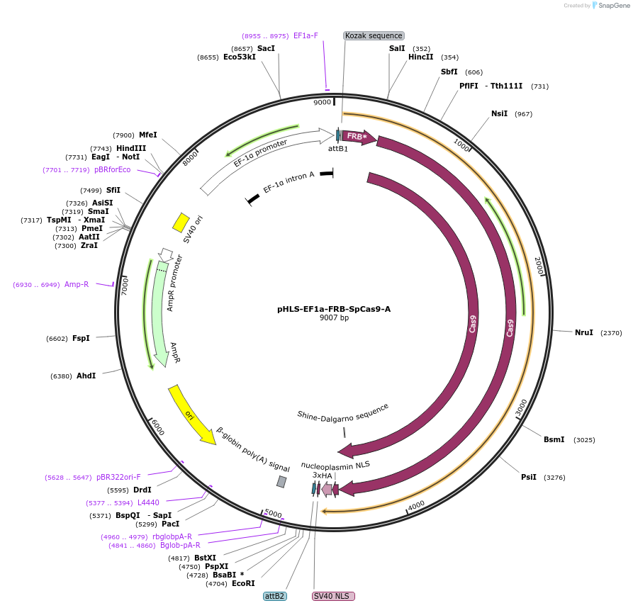 138477-plasmid-map-sequence-id-275570