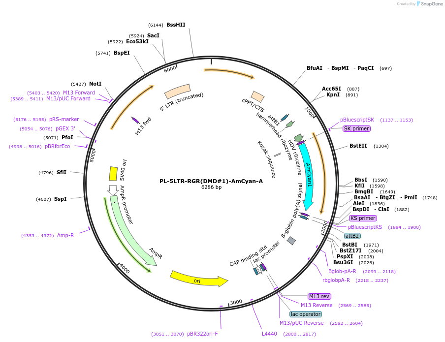 138482-plasmid-map-sequence-id-275571