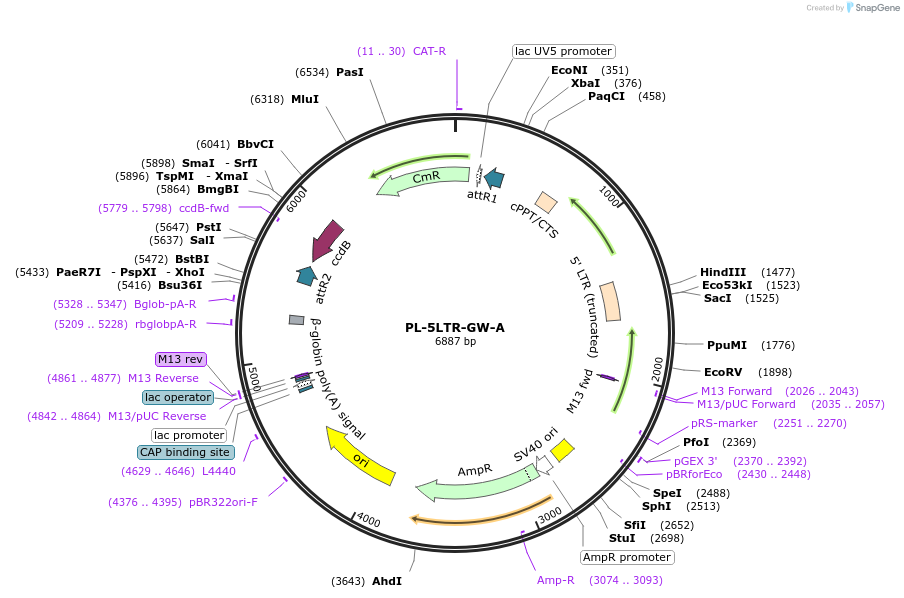138480-plasmid-map-sequence-id-275574