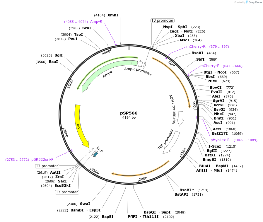 139500-plasmid-map-sequence-id-275575