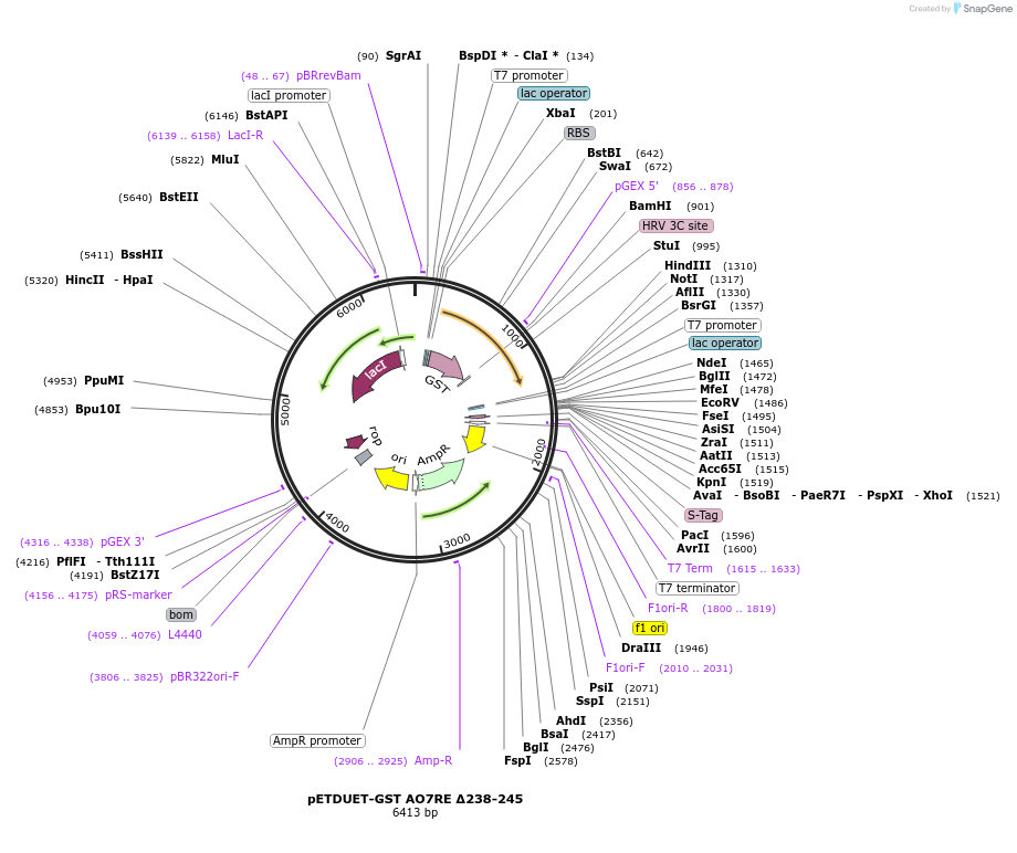 139318-plasmid-map-sequence-id-275576