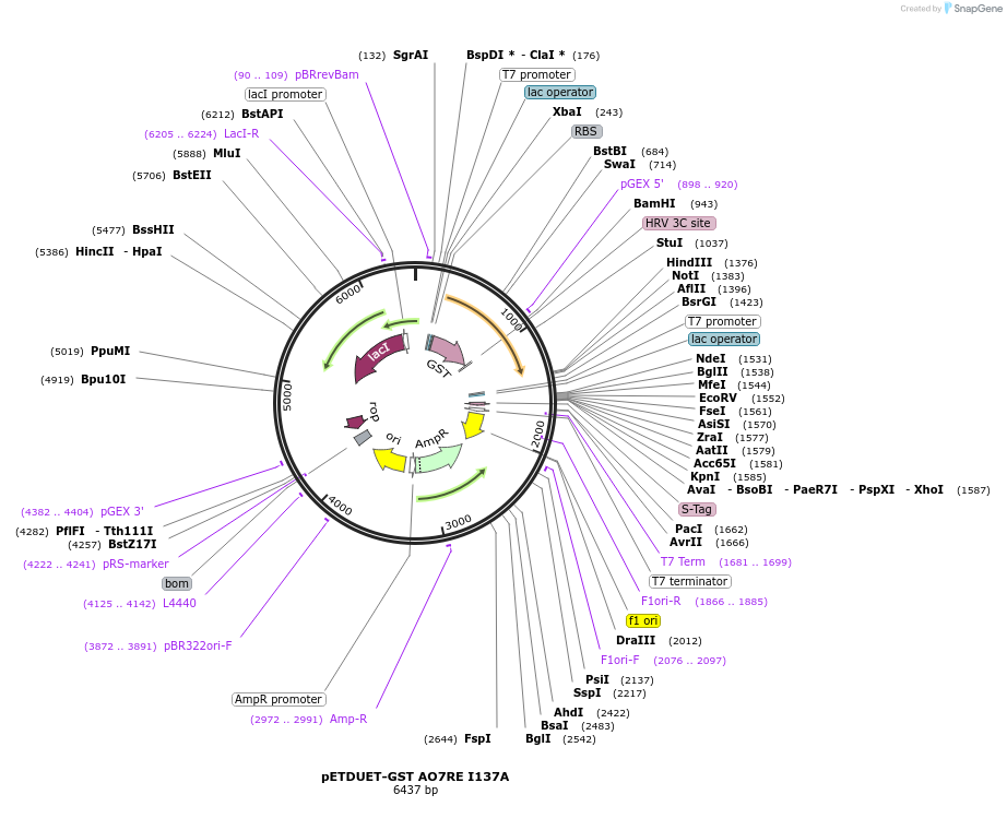 139319-plasmid-map-sequence-id-275582