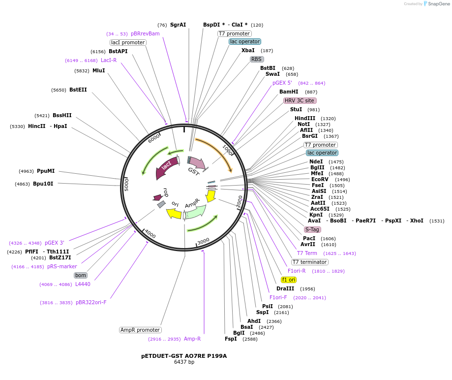 139427-plasmid-map-sequence-id-275600