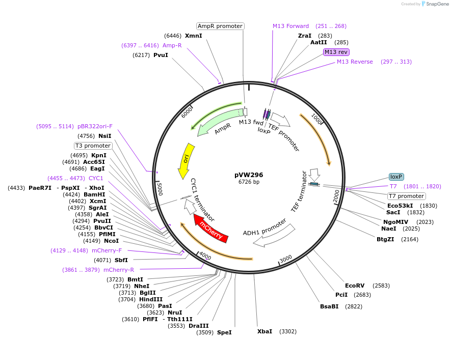 139496-plasmid-map-sequence-id-275601
