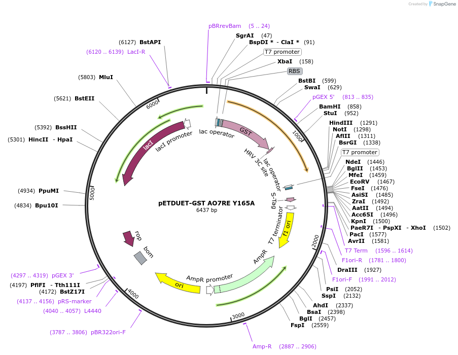 139428-plasmid-map-sequence-id-275605
