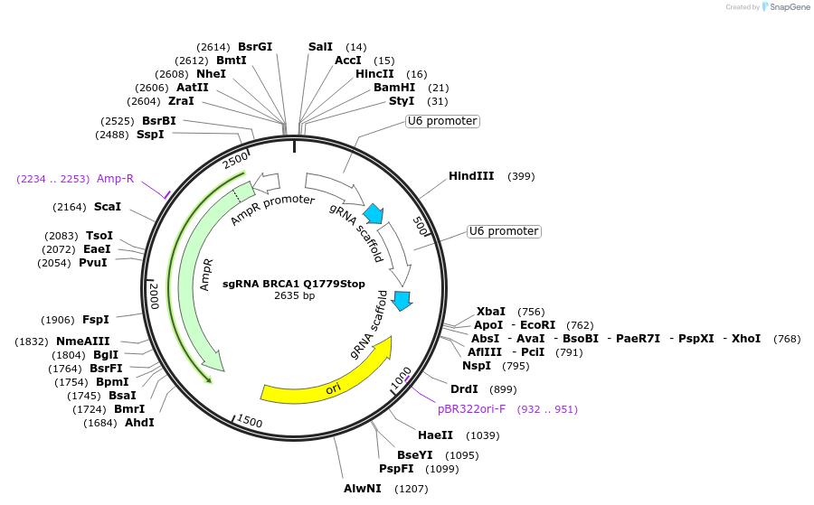 139331-plasmid-map-sequence-id-275607