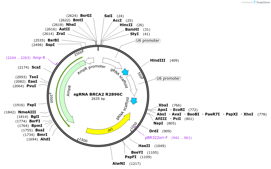 139511-plasmid-map-sequence-id-275610