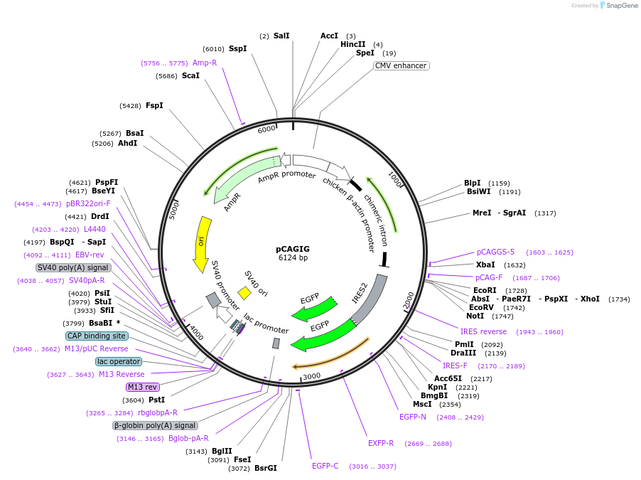 11159-plasmid-map-sequence-id-275611
