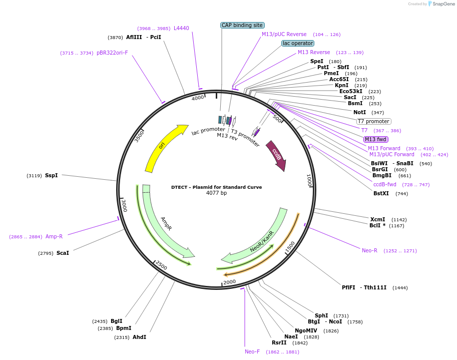 139333-plasmid-map-sequence-id-275613