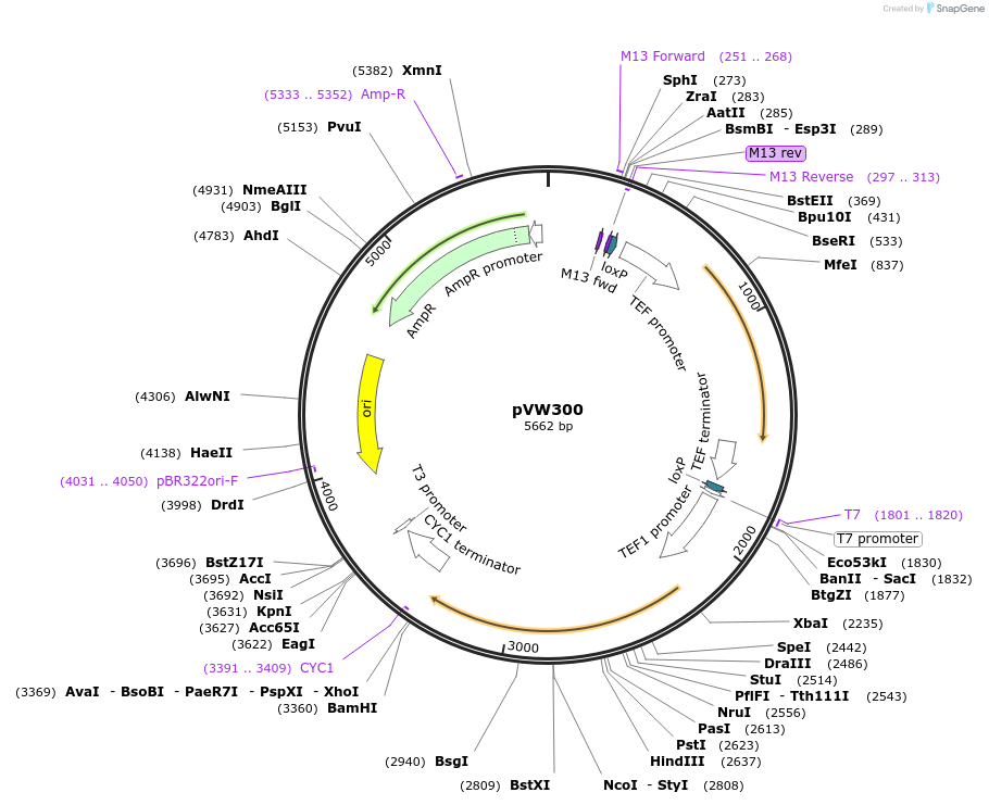 139495-plasmid-map-sequence-id-275621