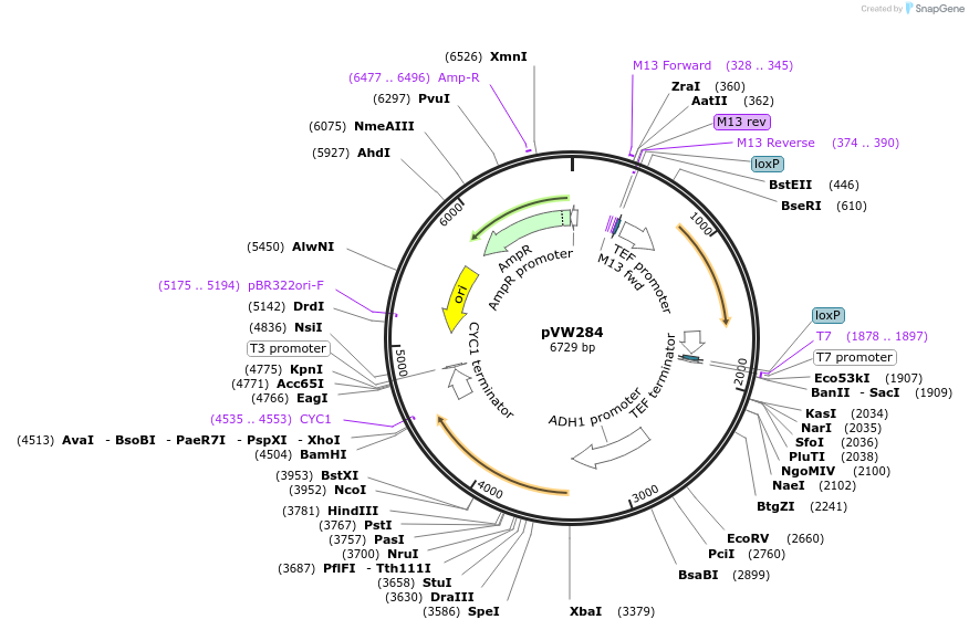 139494-plasmid-map-sequence-id-275626