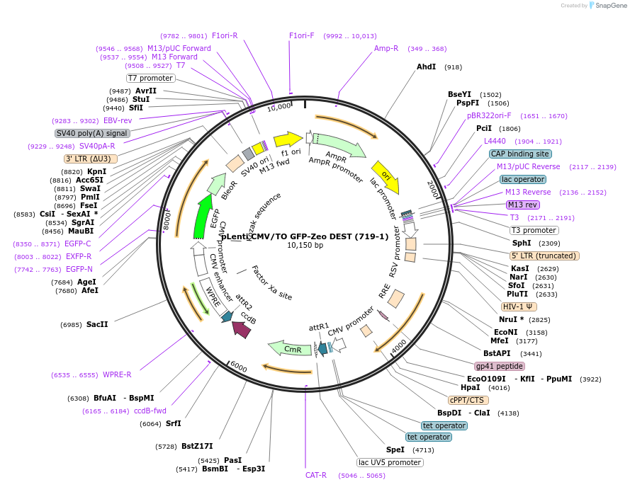 17431-plasmid-map-sequence-id-275635
