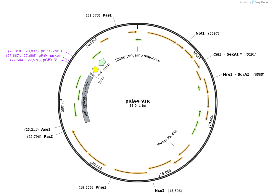 138193-plasmid-map-sequence-id-275637