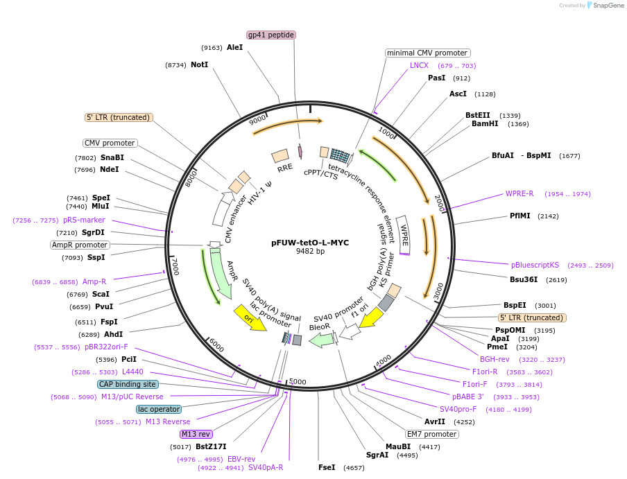 139817-plasmid-map-sequence-id-275642