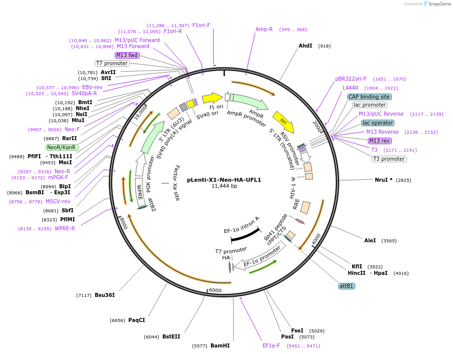 139860-plasmid-map-sequence-id-275662