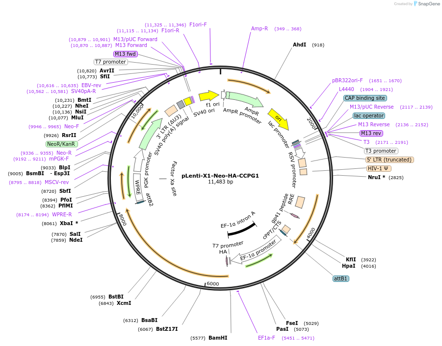 139867-plasmid-map-sequence-id-275663