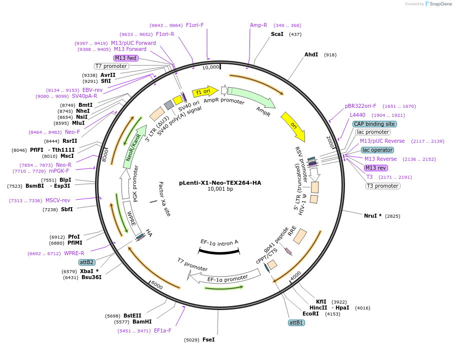 139866-plasmid-map-sequence-id-275664