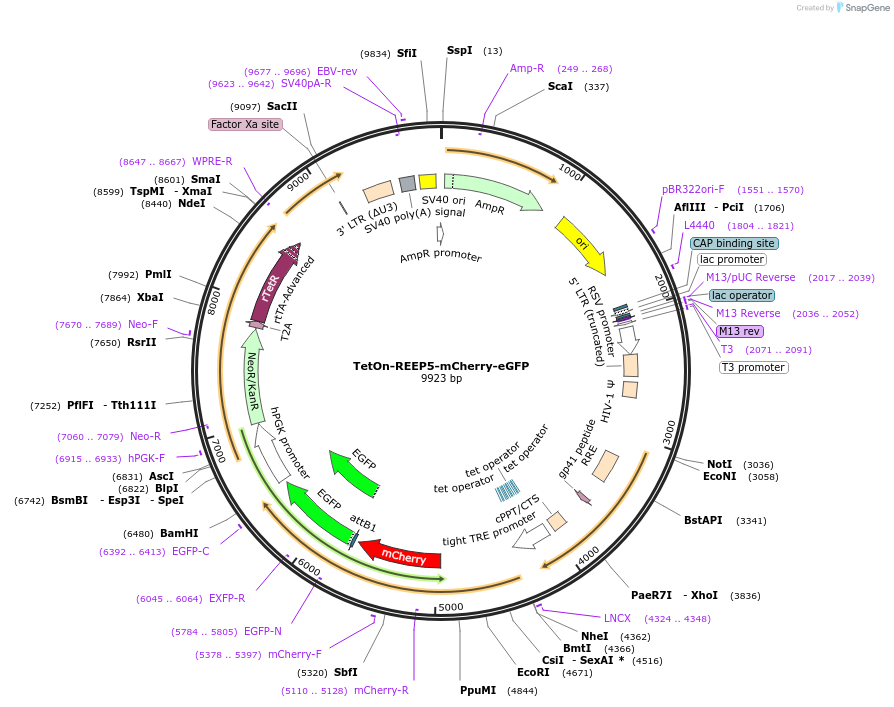 139870-plasmid-map-sequence-id-275678
