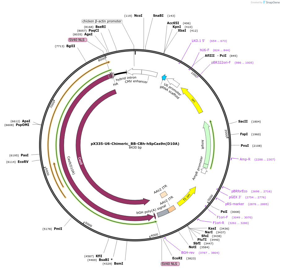 42335-plasmid-map-sequence-id-275689