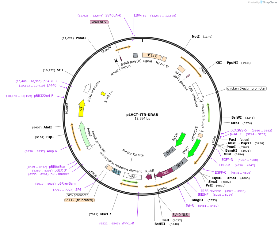 11643-plasmid-map-sequence-id-275694