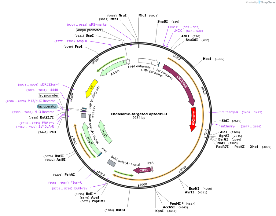 140055-plasmid-map-sequence-id-275696