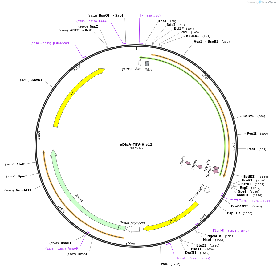 137042-plasmid-map-sequence-id-275698