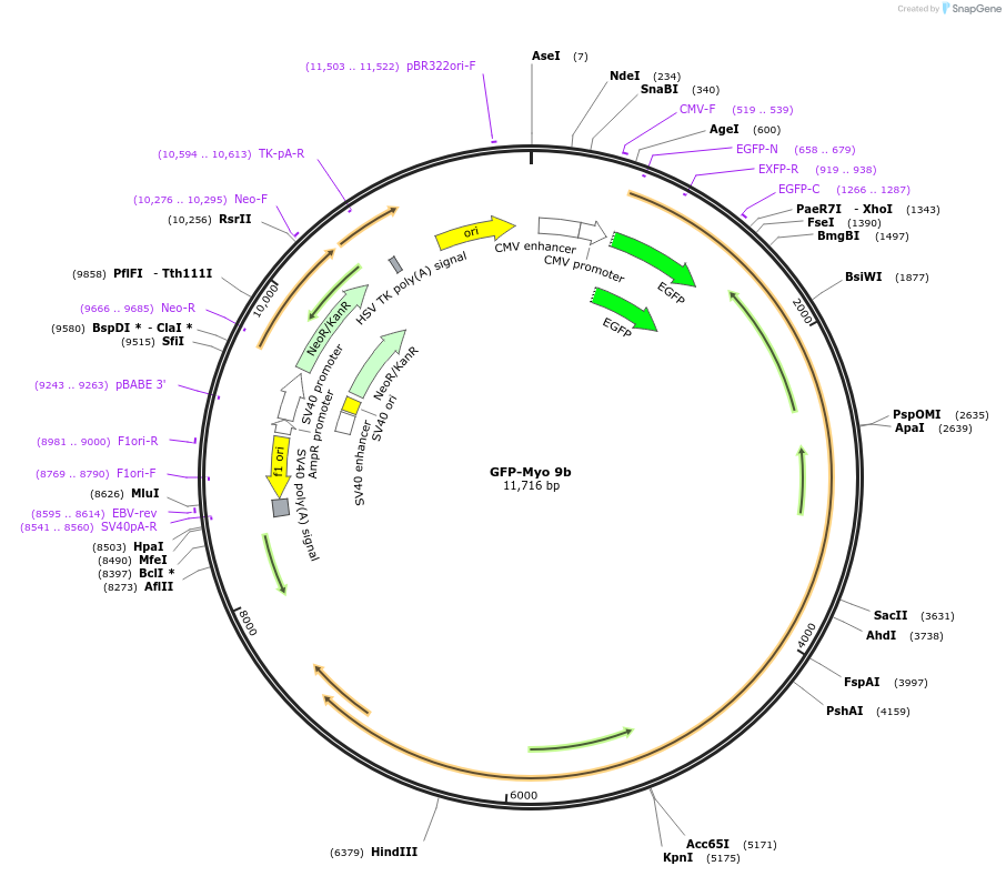 134907-plasmid-map-sequence-id-275707