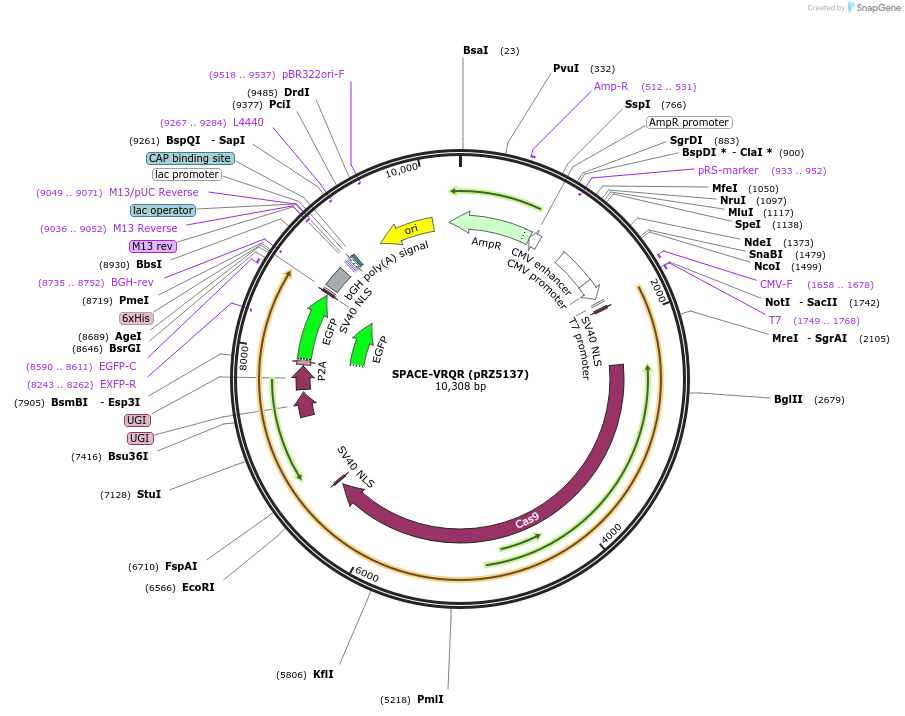 140245-plasmid-map-sequence-id-275727
