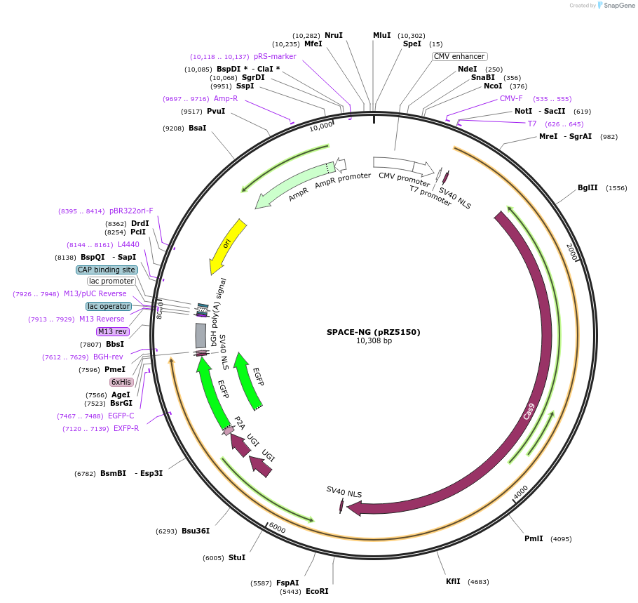 140244-plasmid-map-sequence-id-275728