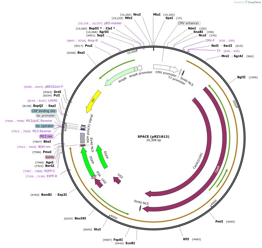 140242-plasmid-map-sequence-id-275730