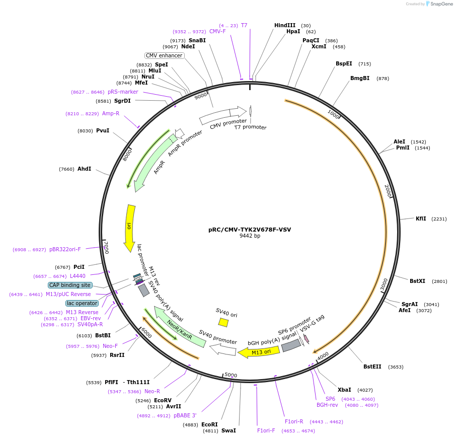 139349-plasmid-map-sequence-id-275735