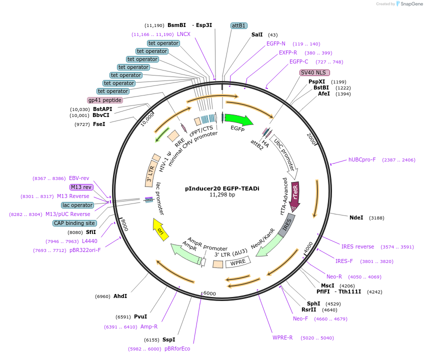 140145-plasmid-map-sequence-id-275738